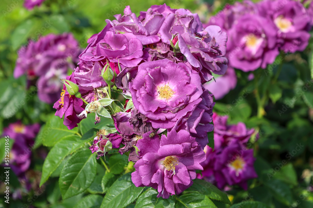 Fototapeta premium Rhapsody in Blue rose flower head at the Guldemondplantsoen Rosarium Boskoop