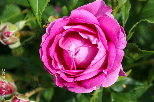 Carmen W  rth flower head at the Guldemondplantsoen Rosarium Boskoop