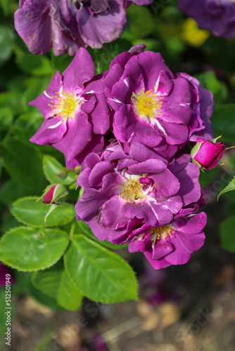 Rhapsody in Blue rose flower head at the Guldemondplantsoen Rosarium Boskoop