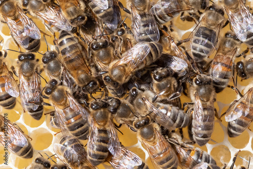 bees on  honeycomb