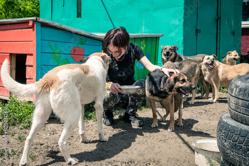 Dog at the shelter. Animal shelter volunteer feeding the dogs. photo