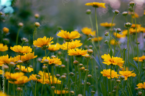 Fototapeta Naklejka Na Ścianę i Meble -  Garden flowers close-up. Summer beautiful fresh background