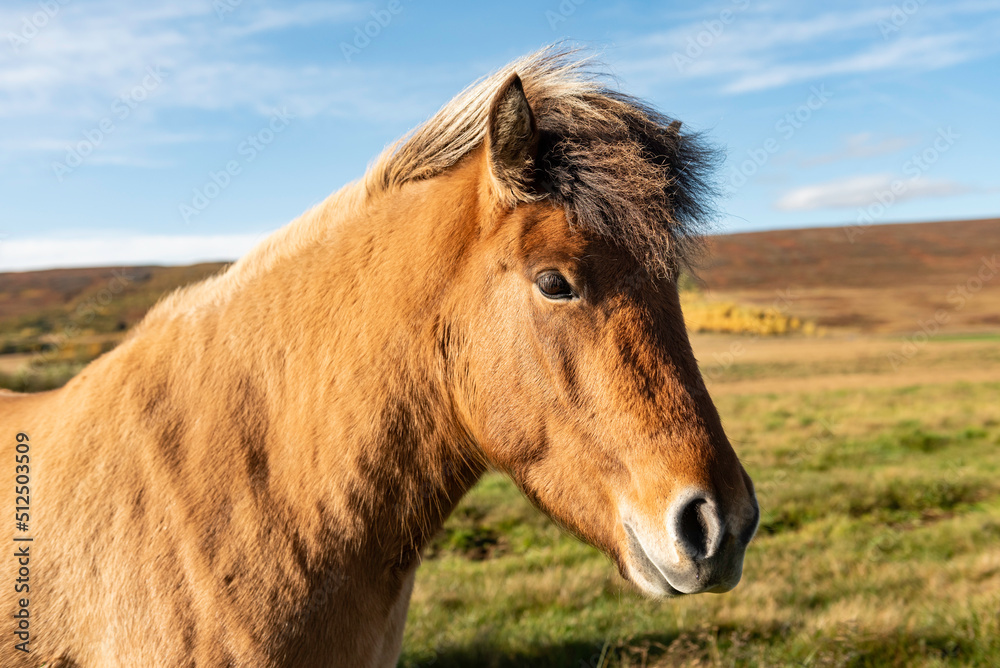 Icelandic Farm Horse 1