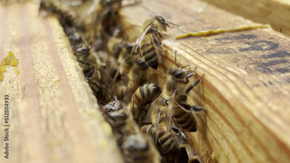 Hardworking Bees Collecting Pollen and Building Hive - Nature's Tiny Heroes Hardworking Bees Collecting Pollen and Building Hive - Nature's Tiny Heroes
