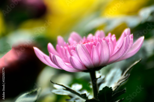 pink  chrysanthemum flower