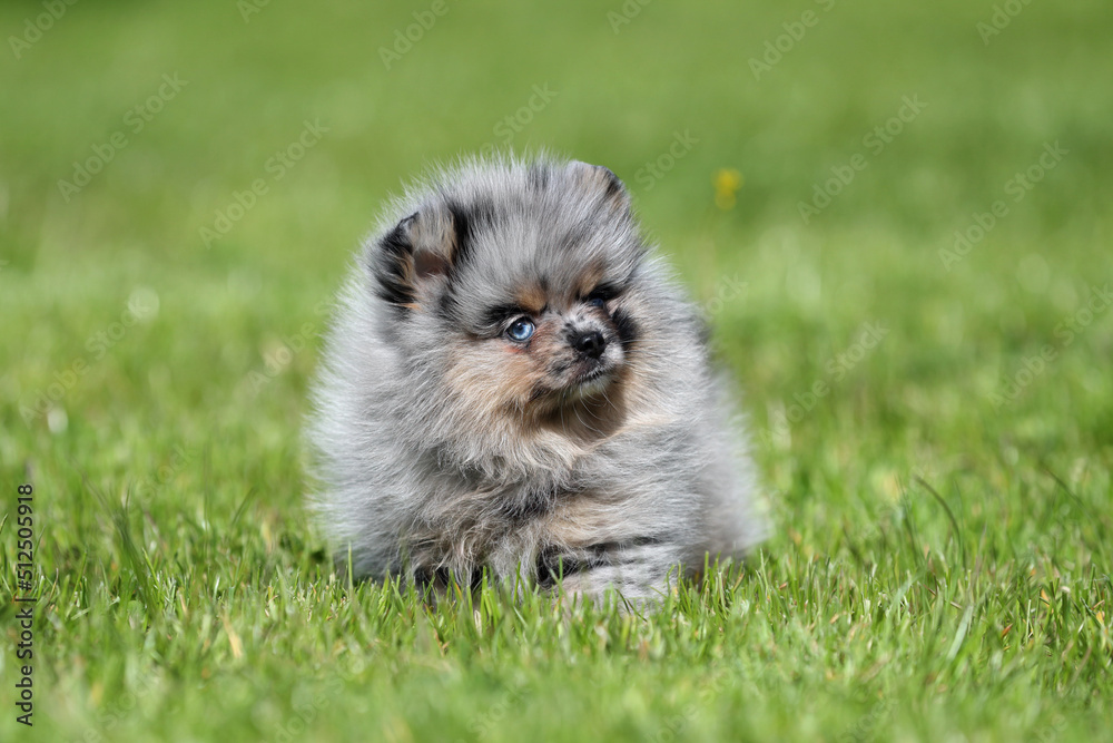 Cute little Pomeranian puppy sitting in the grass Cute little Pomeranian puppy sitting in the grass