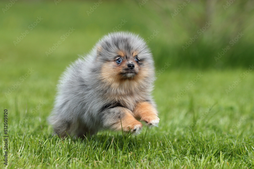 Cute funny Pomeranian puppy runs through the grass Cute funny Pomeranian puppy runs through the grass