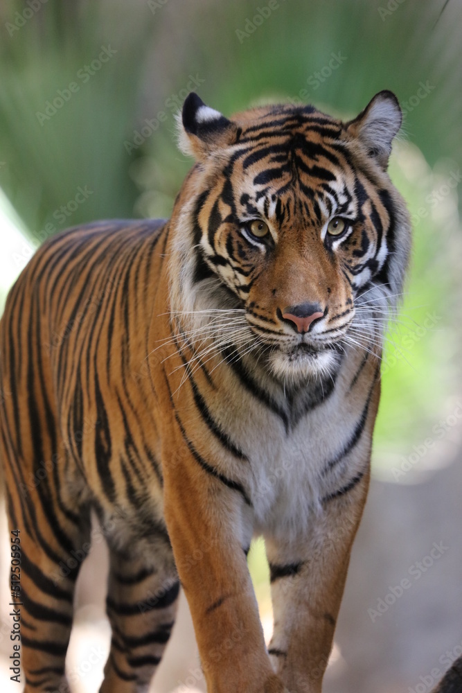 Tiger close up