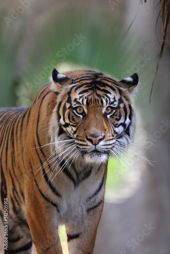 Fototapeta Naklejka Na Ścianę i Meble -  Tiger Close up