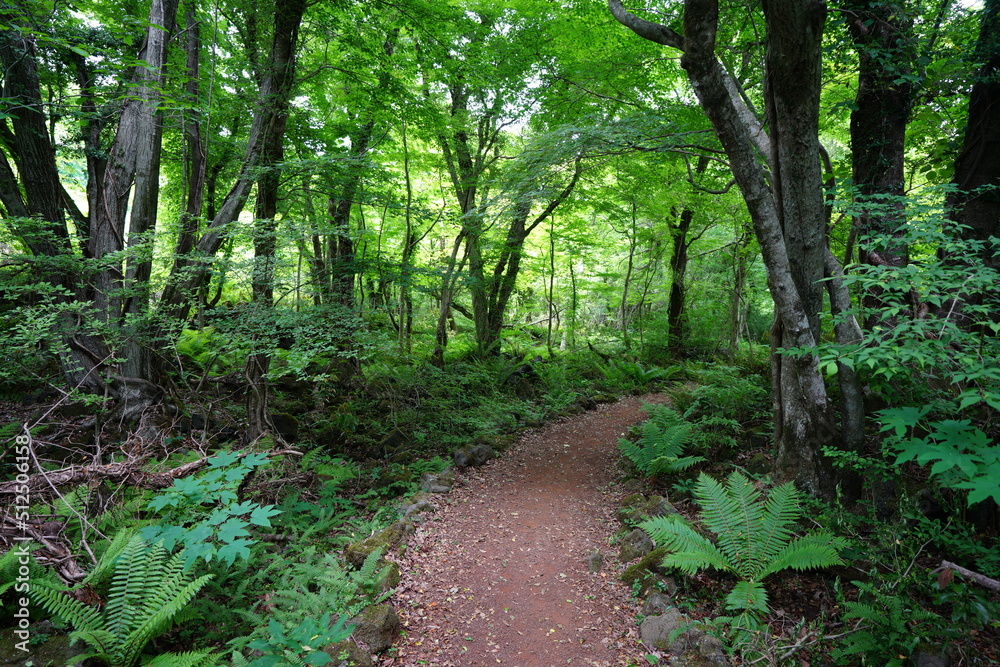 path through lively spring forest path through lively spring forest