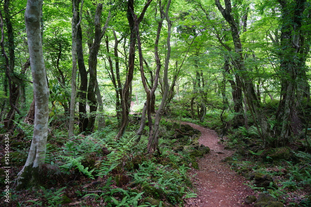 path through lively spring forest