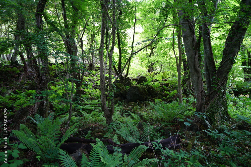 primeval forest in springtime
