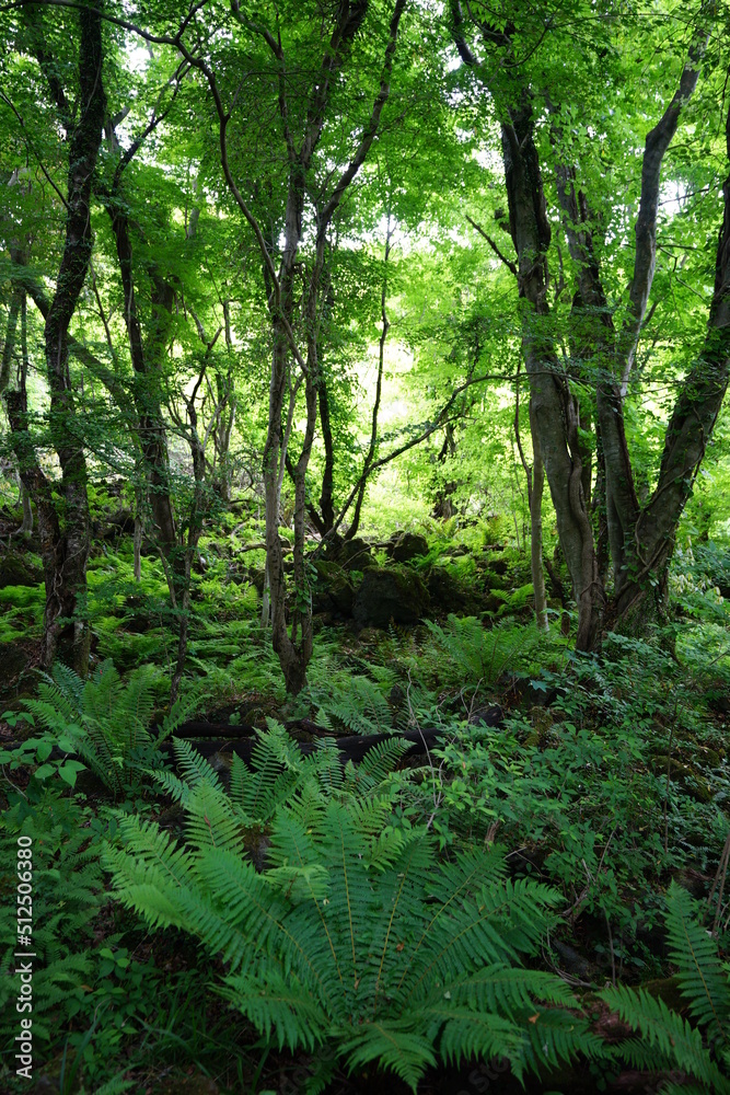 primeval forest in springtime