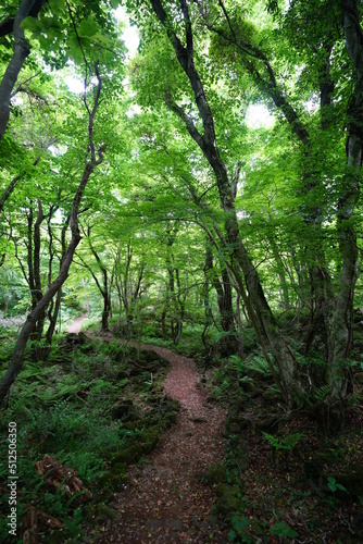 path through lively spring forest