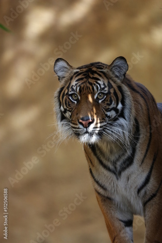 Fototapeta Naklejka Na Ścianę i Meble -  Tiger close up
