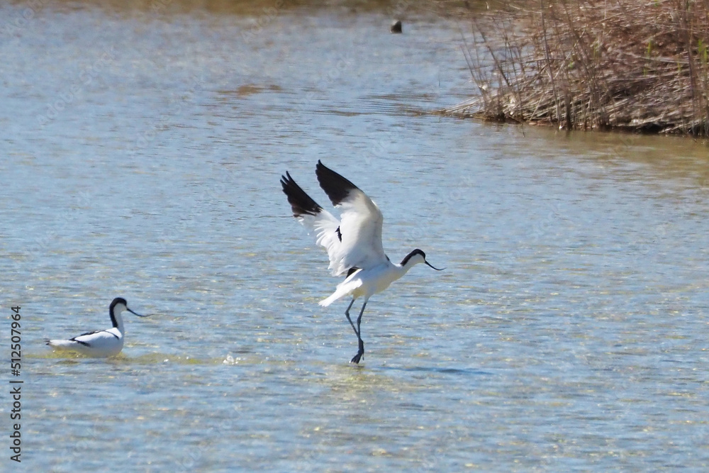 Pair of avocets Pair of avocets