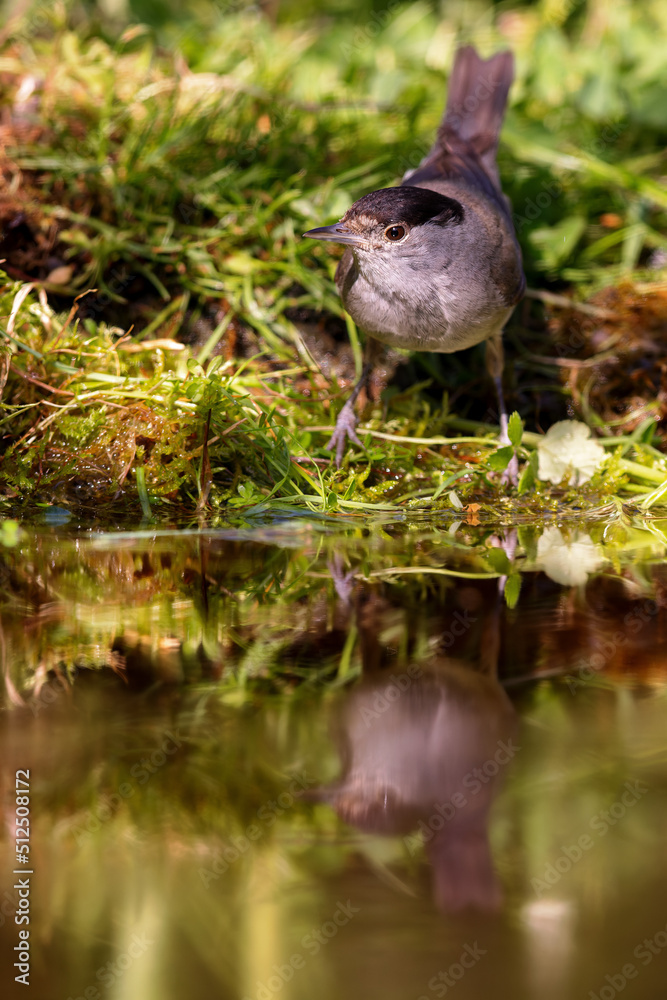 Eurasian blackcap (Sylvia atricapilla) sitting at a pond in spring. Eurasian blackcap (Sylvia atricapilla) sitting at a pond in spring.