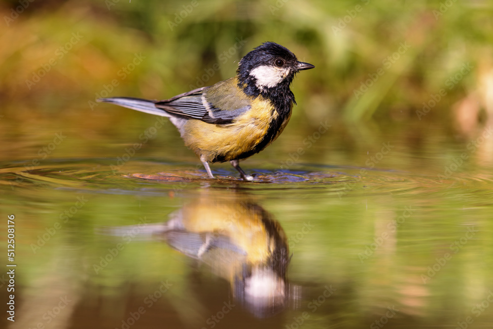 Obraz premium Great Tit (Parus major) sitting at a pond in spring.