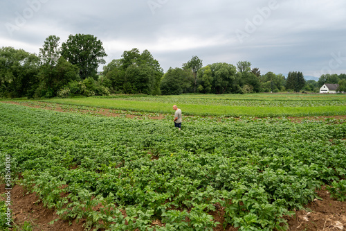 A farmer inspects his potato field