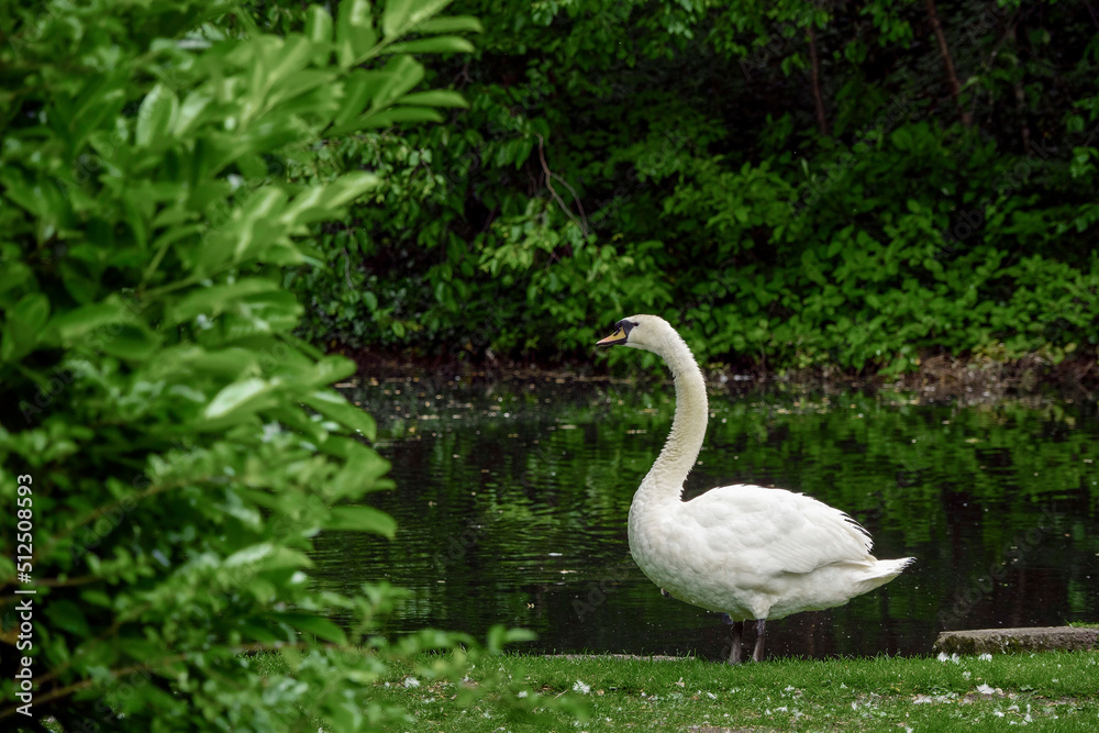 Beautiful swan by a lake in a dark green park. Beautiful swan by a lake in a dark green park.