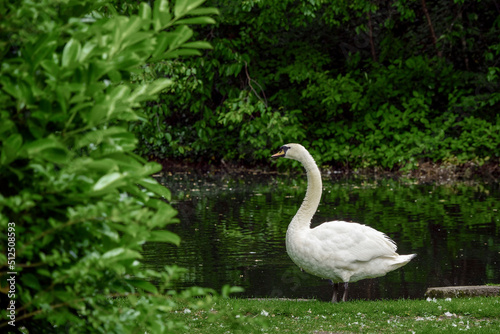 Beautiful swan by a lake in a dark green park.