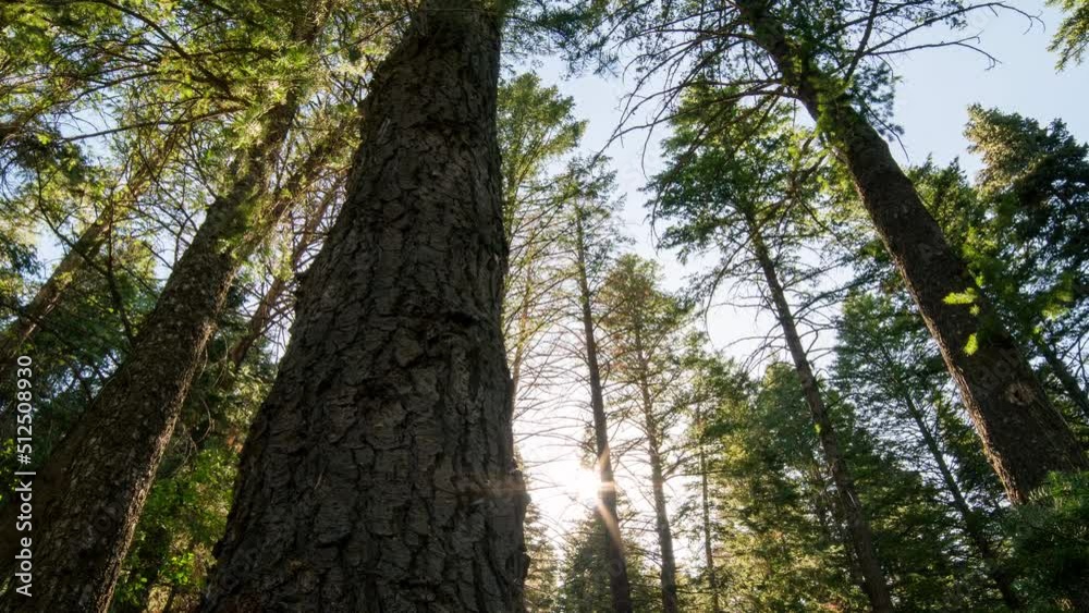 Time lapse looking up at tall trees in the forest moving on slider as the sun shines through the branches in the forest in Sundance Utah. Time lapse looking up at tall trees in the forest moving on slider as the sun shines through the branches in the forest in Sundance Utah.