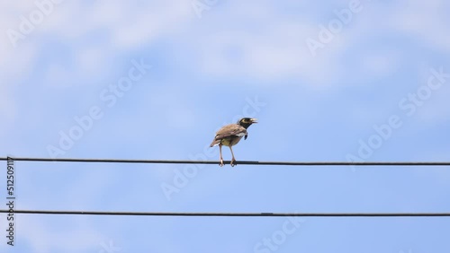 One bird perched on an electric wire conveys a lonely mood on background of a clear blue sky in evening.
