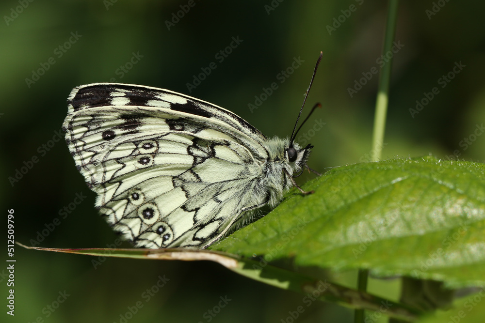 Fototapeta premium A Marbled White Butterfly, Melanargia galathea, perched on a leaf.