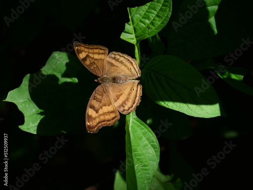 The Chocolate Pansy ( Junonia iphita )  butterfly on  green leaf with black background,  Brown stripe on the spreading wings of a tropical insect, Thailand photo
