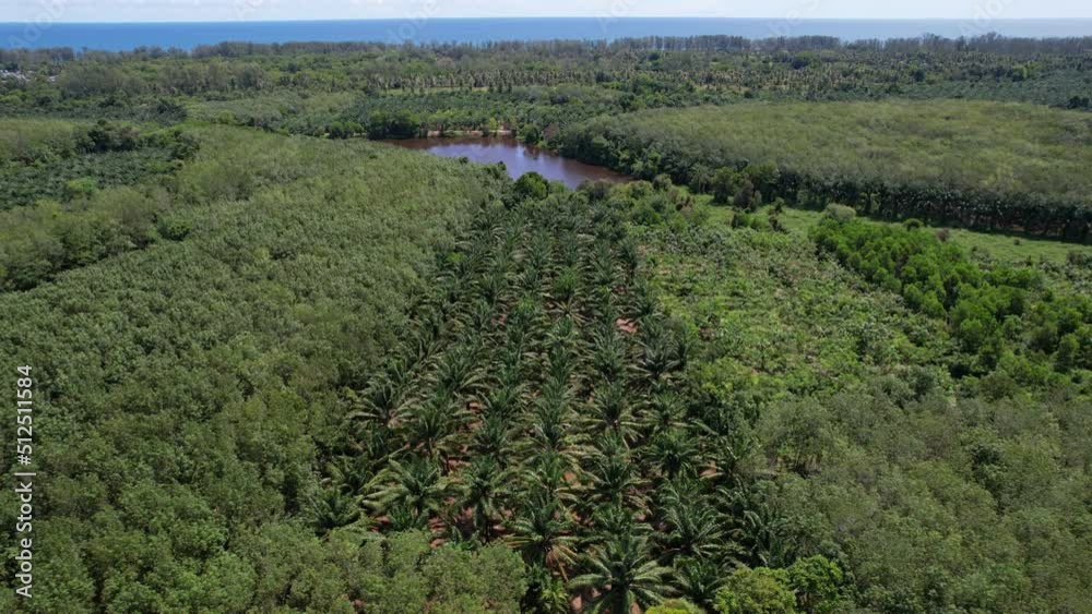 Palm Oil Tree Plantation view and rubber plantation from above