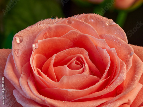 Fototapeta Naklejka Na Ścianę i Meble -  Red rose petals with rain drops closeup. Red Rose.