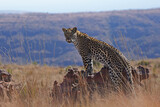 Majestic African Leopard portrait. Africa big five animal wildlife. Beautiful wild cat safari photography. Marakele National Park, Waterberg Mountain Range, Limpopo Province, South Africa.