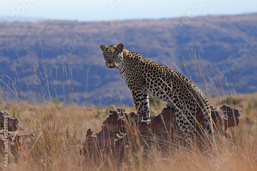 Majestic African Leopard portrait. Africa big five animal wildlife. Beautiful wild cat safari photography. Marakele National Park, Waterberg Mountain Range, Limpopo Province, South Africa. photo