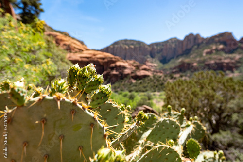 Cactus in Sedona