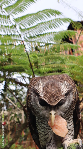 Old an owl eating. High quality photos