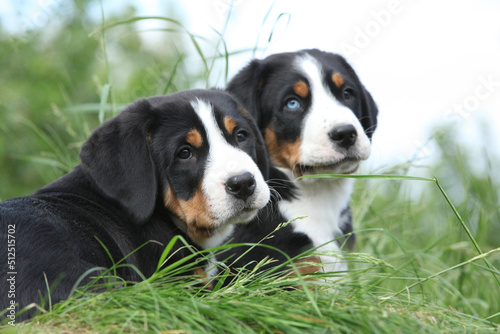 Puppies of Greater Swiss Mountain Dog