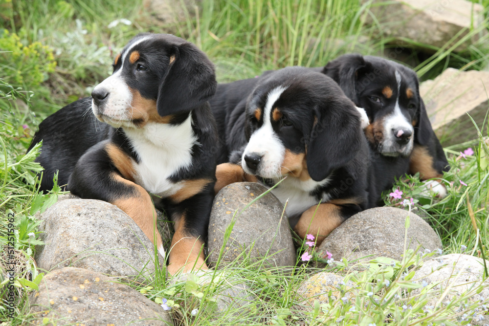 Puppies of Greater Swiss Mountain Dog in the garden Puppies of Greater Swiss Mountain Dog in the garden