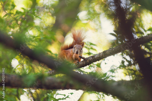 squirrel on tree © A.Kazak
