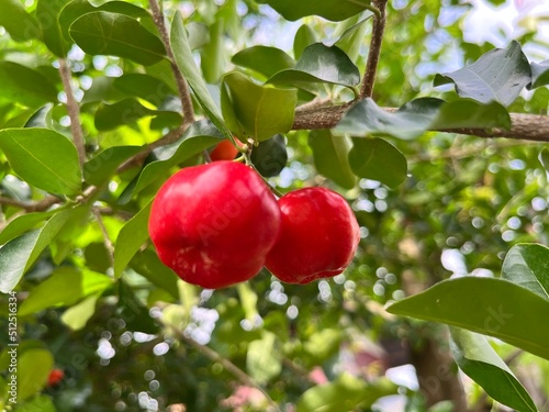 Red fruit  on tree