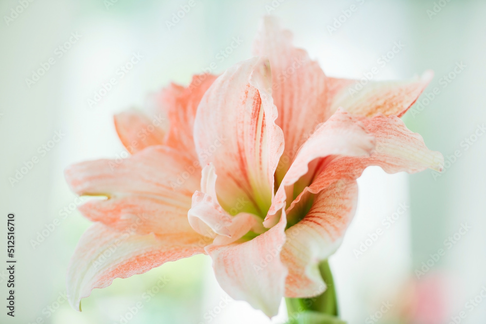 hippeastrum (amaryllis) with simple flowers of pale pink color