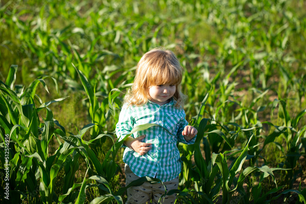 Baby on corn farm field, outdoors. Child having fun with farming and gardening of vegetable, harvest. Baby child enjoy the summer on the nature in the park outdoor. Baby on corn farm field, outdoors. Child having fun with farming and gardening of vegetable, harvest. Baby child enjoy the summer on the nature in the park outdoor.