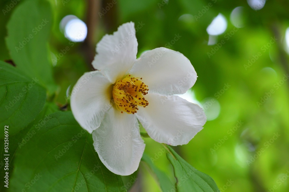 Obraz premium ナツツバキ（夏椿）Stewartia pseudocamellia
