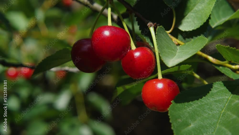 A close-up of ripe cherry fruits hanging on the branches of a tree. The red cherry berries are swaying slightly in the wind. Summer harvest A close-up of ripe cherry fruits hanging on the branches of a tree. The red cherry berries are swaying slightly in the wind. Summer harvest