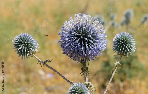  The southern globe thistle  Echinops ritro   is a species of flowering plant in the sunflower family native to southern and eastern Europe and western Asia. It is common in Turkey.