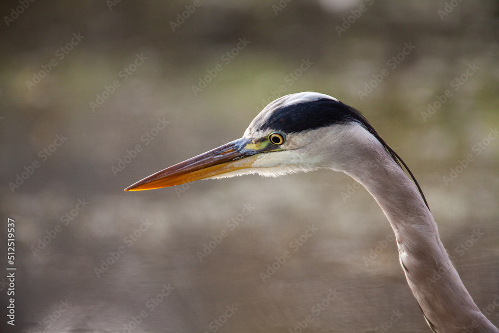 Grey heron portrait taken in London, UK Grey heron portrait taken in London, UK