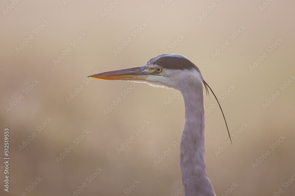 Grey heron portrait taken in London, UK Grey heron portrait taken in London, UK