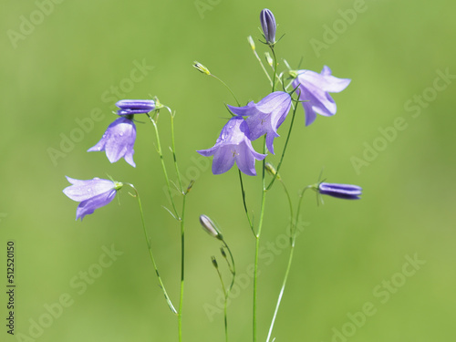 The harebell or bluebell bellflower plant, Campanula rotundifolia