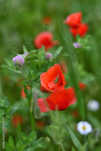 Lovely red poppies in the field