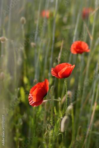 Lovely red poppies in the field