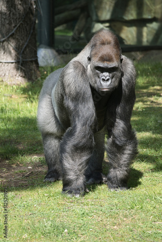Gorilla  Silver back. The herbivorous big ape is impressive and strong.